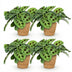 Green BoutiQ 4x Maranta Fascinator Zebrapflanze mit Korb, 12cm Topf Bild 2
