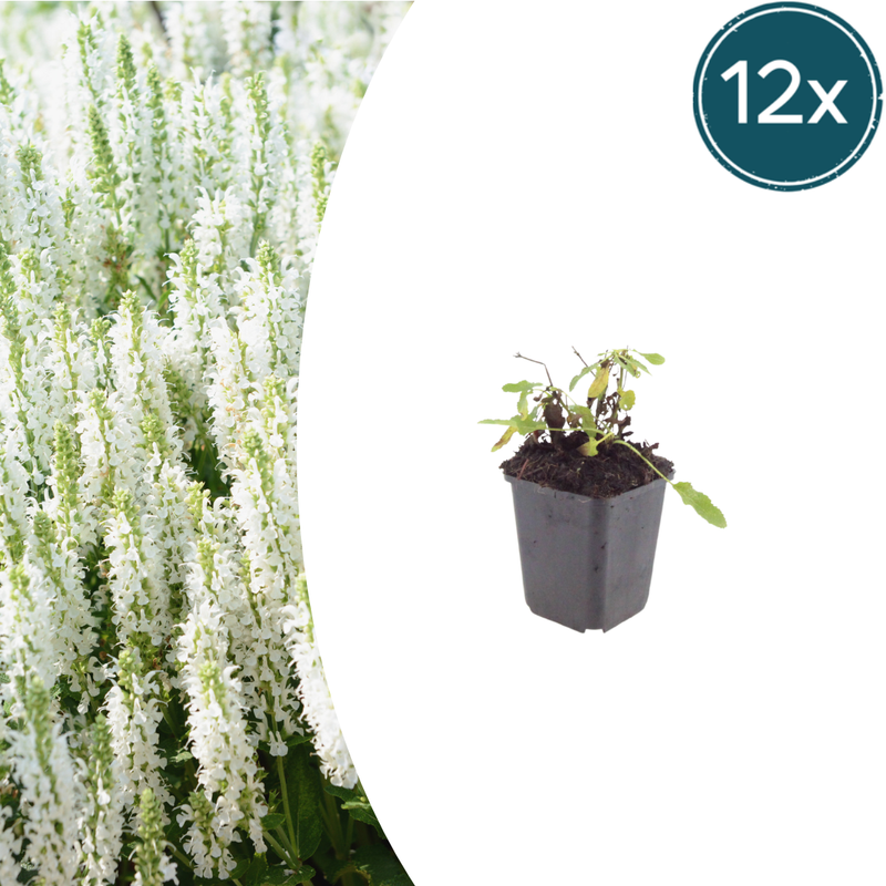 12x Salvia 'Snow Hill' (10-25cm) - Flowering Perennial for Beds