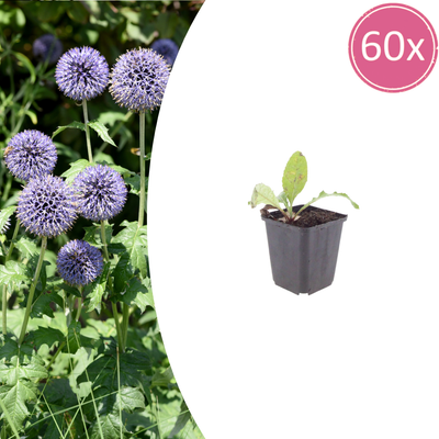 60x Kugeldistel (Echinops ritro) – 10-25cm – Ø9cm Topf