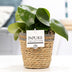 Peperomia Raindrop im Rattan-Korb – Ø 12 cm, H 25 cm Bild 2