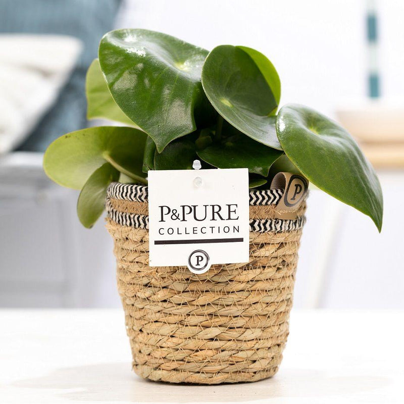 Peperomia Raindrop In P&PURE Basket - Ø12cm - ↕25cm