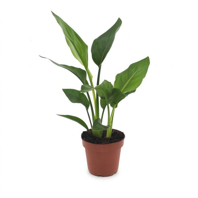 Green boutiQ - Strelitzia Reginea - Paradiesvogelblume - 1 Plant - Pot 12cm - Hoogte - 35cm