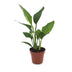 Green boutiQ - Strelitzia Reginea - Paradiesvogelblume - 1 Plant - Pot 12cm - Hoogte - 35cm Bild 2
