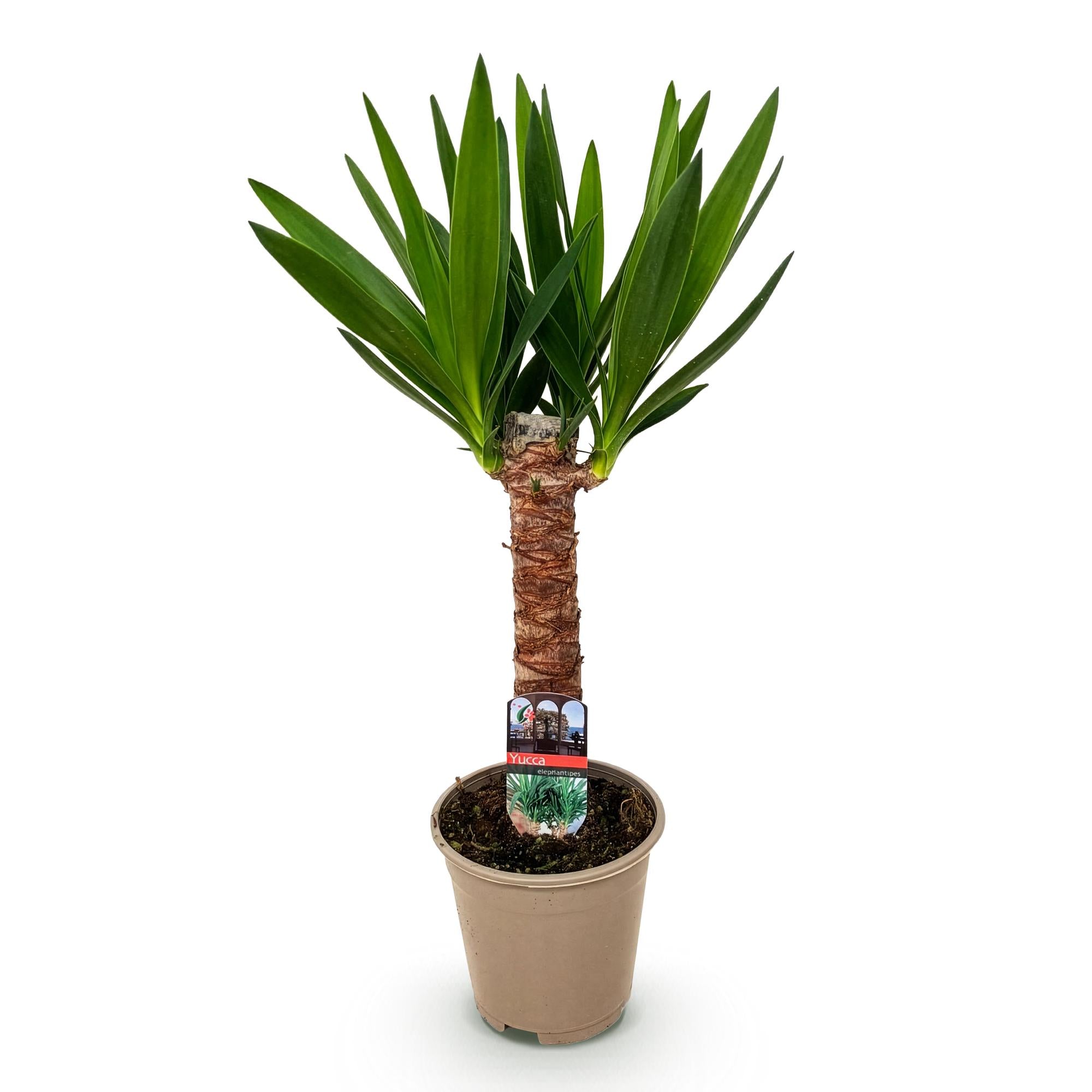 Green boutiQ - Zimmerpflanze - Yucca elephantipes - Yucca - Wenig Pflege - Grün - 1 - Topf 14cm - Höhe 55cm