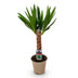 Green boutiQ - Zimmerpflanze - Yucca elephantipes - Yucca - Wenig Pflege - Grün - 1 - Topf 14cm - Höhe 55cm Bild 2