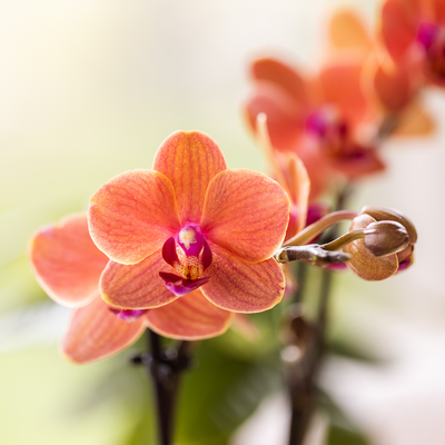 Kolibri Orchidee Orange Bolzano Geschenkset inkl. Topf & Box