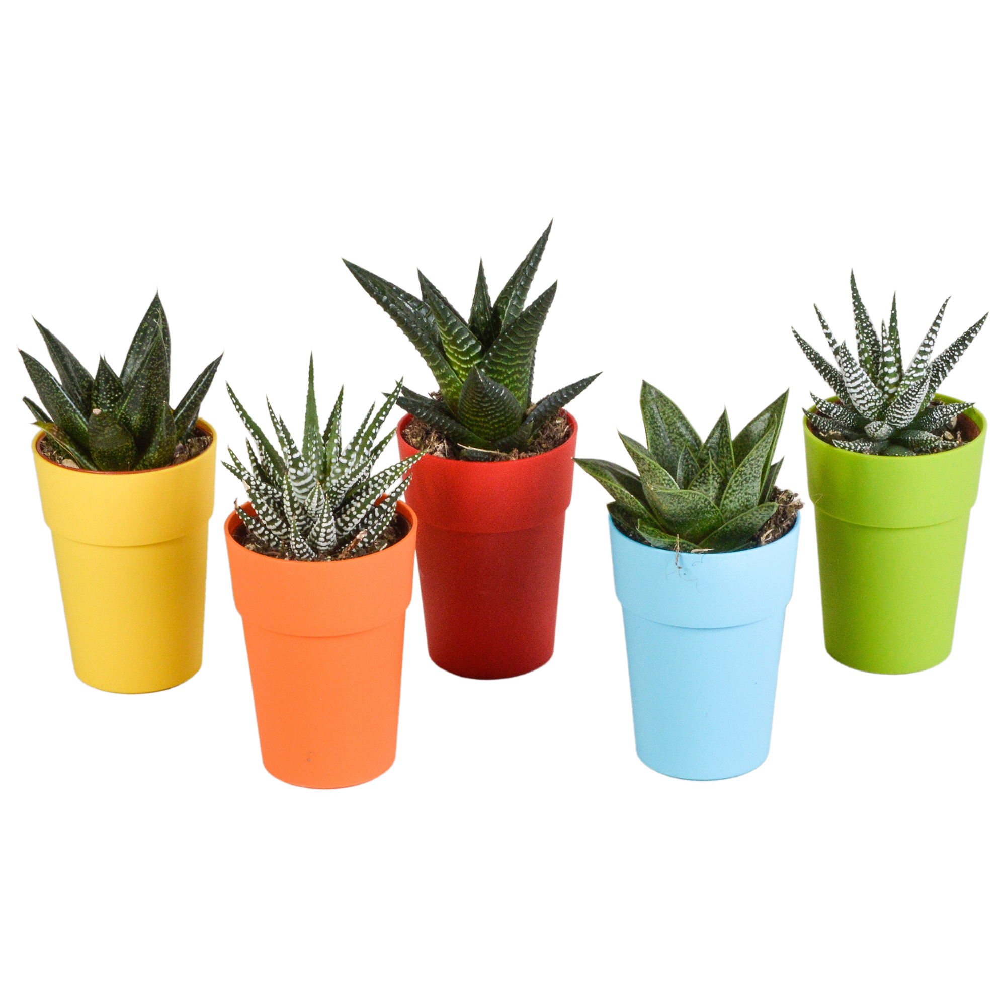 Gasteria/Haworthia-Mischung 5,5cm - 5x - in gekleurde plasticpot