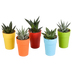 Gasteria/Haworthia-Mischung 5x im bunten Topf (5,5 cm) Bild 1