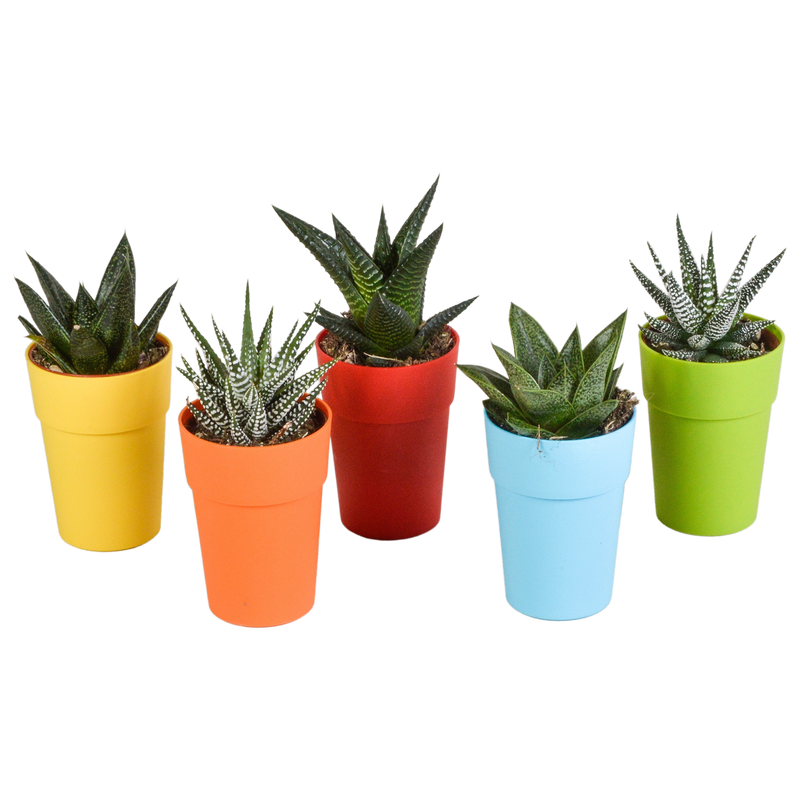 Gasteria/Haworthia-Mischung 5x im bunten Topf (5,5 cm)