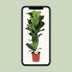 Ficus Lyrata (Geigenfeige) - Ø21cm Topf, ↕90cm Höhe Bild 5