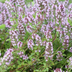 60x Thymus vulgaris (Common Thyme), 10-25cm high, 9cm pot Bild 7
