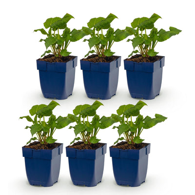 Green boutiQ - Perennial - Persicaria ampl. Alba - Knotweed - Shade - White - 6 Plants - Pot 11cm - Height 15-25cm