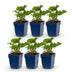 Green boutiQ - Perennial - Persicaria ampl. Alba - Knotweed - Shade - White - 6 Plants - Pot 11cm - Height 15-25cm Bild 1