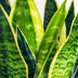 Green boutiQ: 2x Sanseveria Laurentii Zimmerpflanzen, pflegeleicht Bild 4