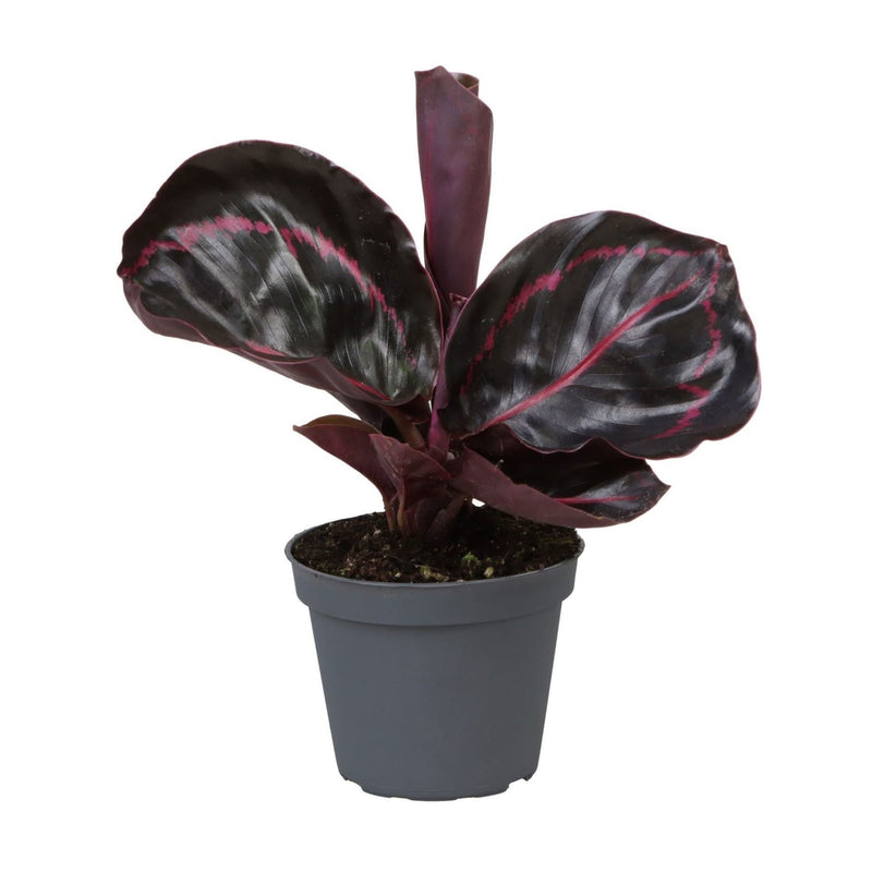 Calathea Dottie®: Tropische Schönheit mit rosa-lila Zeichnung, Ø6cm