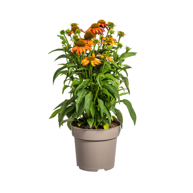 Echinacea purpurea Orange ⌀19cm - ↕60 - 70cm