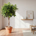 Ficus Nitida geflochten, 120 cm – Eleganter Blickfang für Ihr Zuhause Bild 2