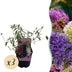 Green boutiQ - Schmetterlingsstrauch - Buddleja davidii Tricolour - Blüte Rosa , Weiß und Violett - 3 Pflanzen - 1m2 - Laubabwerfend - Schmetterlingsanziehend - Topf 17cm Hoo Bild 1
