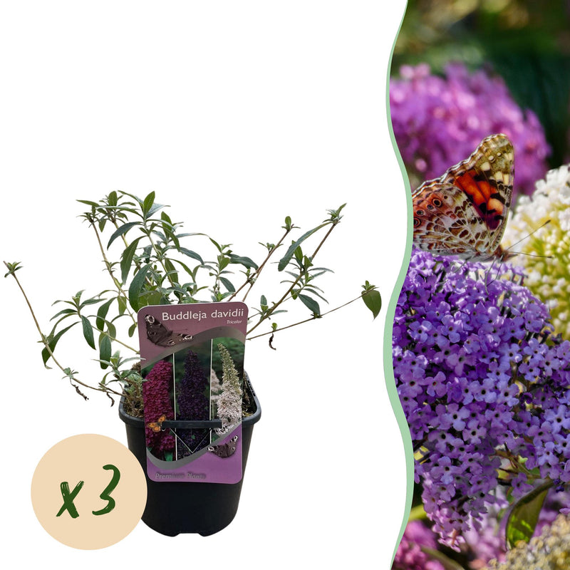 Green boutiQ - Schmetterlingsstrauch - Buddleja davidii Tricolour - Blüte Rosa , Weiß und Violett - 3 Pflanzen - 1m2 - Laubabwerfend - Schmetterlingsanziehend - Topf 17cm Hoo