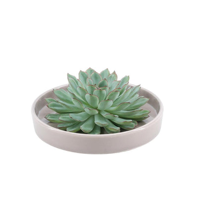 ROOTLESS Echeveria Pulidonis im Keramik-Schale Taupe Ø20cm