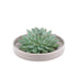 ROOTLESS Echeveria Pulidonis im Keramik-Schale Taupe Ø20cm Bild 1