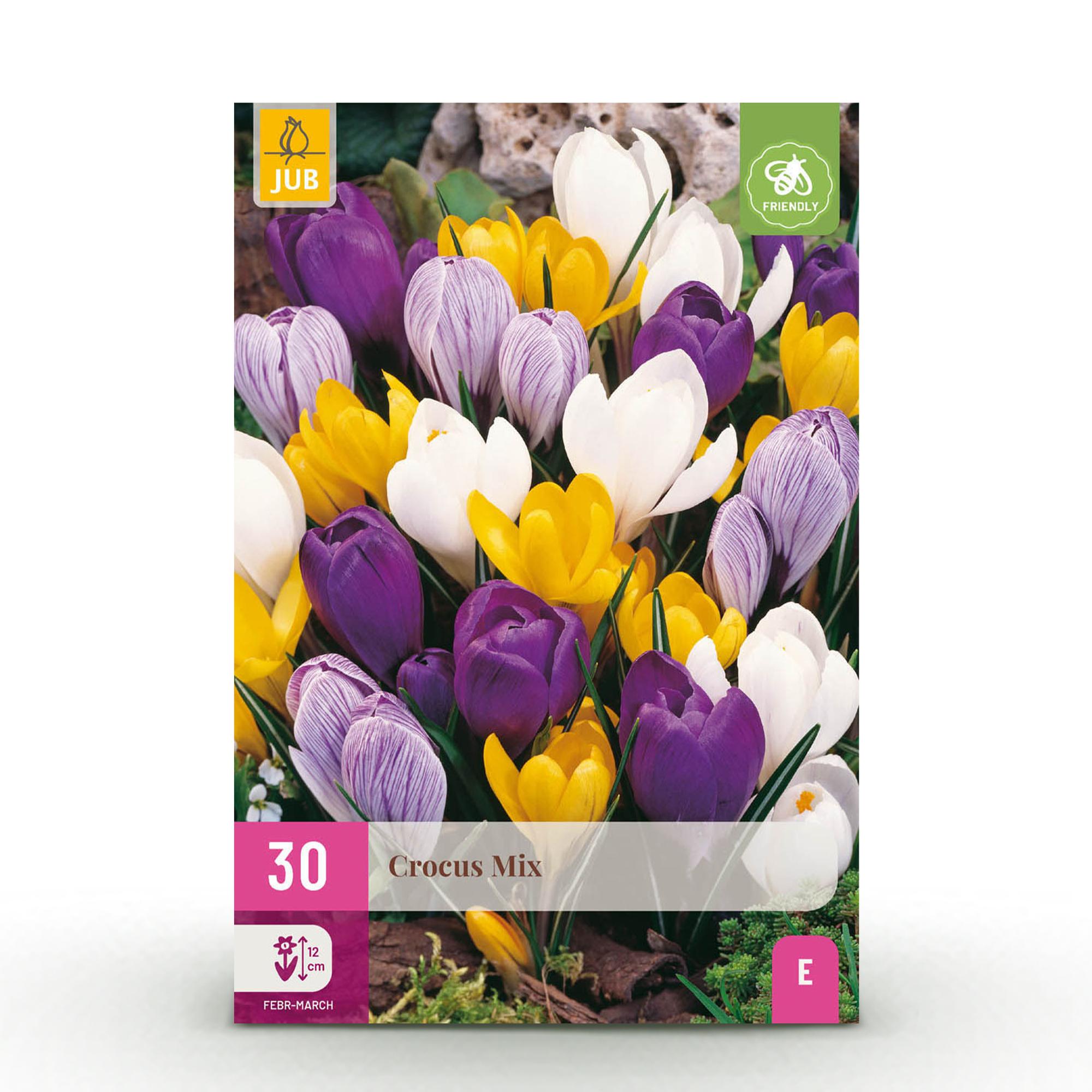 GreenboutiQ - Blumenzwiebeln - Crocus Large Flowering mix - Bulbs Hardy Perennial - Verschiedene Farben - 30 Stück - Zwiebelgröße 7/8 - XXL Pack