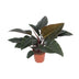 Philodendron Congo Red: Elegante Zimmerpflanze mit rotem Laub, 80cm Bild 1