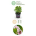 Dwarf Rhododendron Bloombux Light Pink - 6 Plants Bild 4
