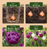 96x Tulipa Blueberry mix - Blueberry mix tulip - Miscellaneous - Spring bloomer - Bulb size 11/12 Bild 4