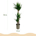 Green boutiQ - Zimmerpflanze - Yucca elephantipes - Yucca - Pflegeleicht - Grün - 1 - Topf 27cm - Höhe 170cm Bild 3