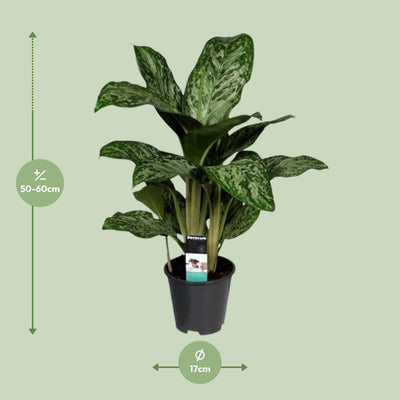 Aglaonema Greenlight (Decorum) - Pflegeleichte Zimmerpflanze mit Luftreiniger
