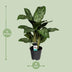 Aglaonema Greenlight (Decorum) - Pflegeleichte Zimmerpflanze mit Luftreiniger Bild 2