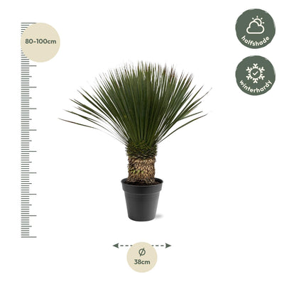 Yucca Rostrata (80-100cm) - Exotische Eleganz für Ihr Zuhause