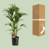 Howea Forsteriana (Kentia-Palme), Ø24cm, 120cm - Elegante Zimmerpflanze Bild 4
