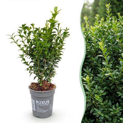 Green boutiQ - 40x Buxus sempervirens - Palmenbäumchen - Heckenpflanzen - Immergrün - Grün - Topf 9cm - Höhe 20-25cm