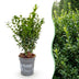 Green boutiQ - 40x Buxus sempervirens - Palmenbäumchen - Heckenpflanzen - Immergrün - Grün - Topf 9cm - Höhe 20-25cm Bild 2