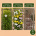 6x Dreifarbiger Jasmin - Kletterpflanze im 9cm Topf, 35cm hoch Bild 6