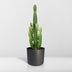 Euphorbia Ingens (Kaktus) Ø24cm, ↕60-80cm – Exotische Deko für Ihr Zuhause Bild 4