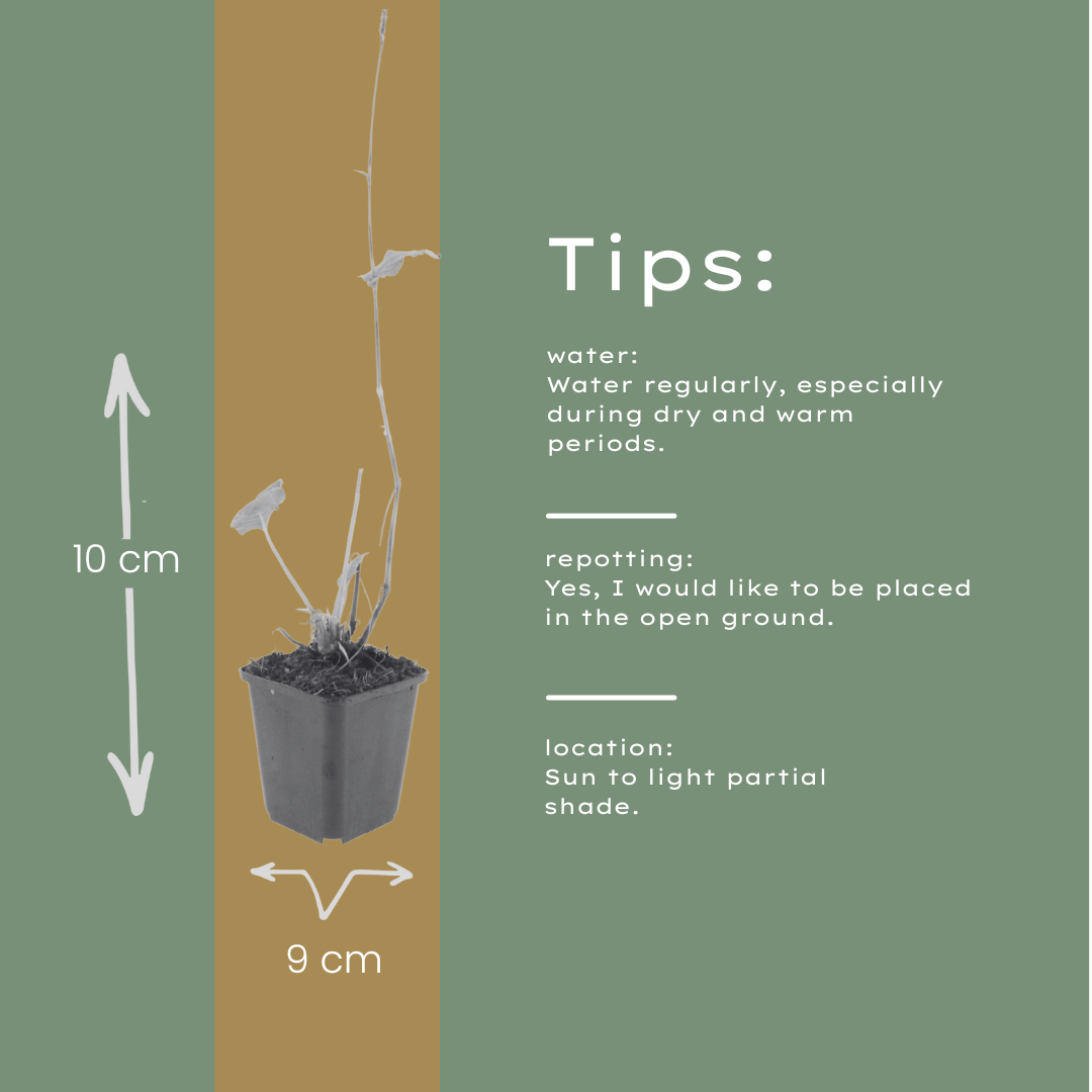 12x Persicaria a. 'Alba' - ↕10-25cm - Ø9cm