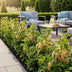 Weiße Johannisbeere 'Weiße Holländer' - 6er Set für Garten & Balkon Bild 8