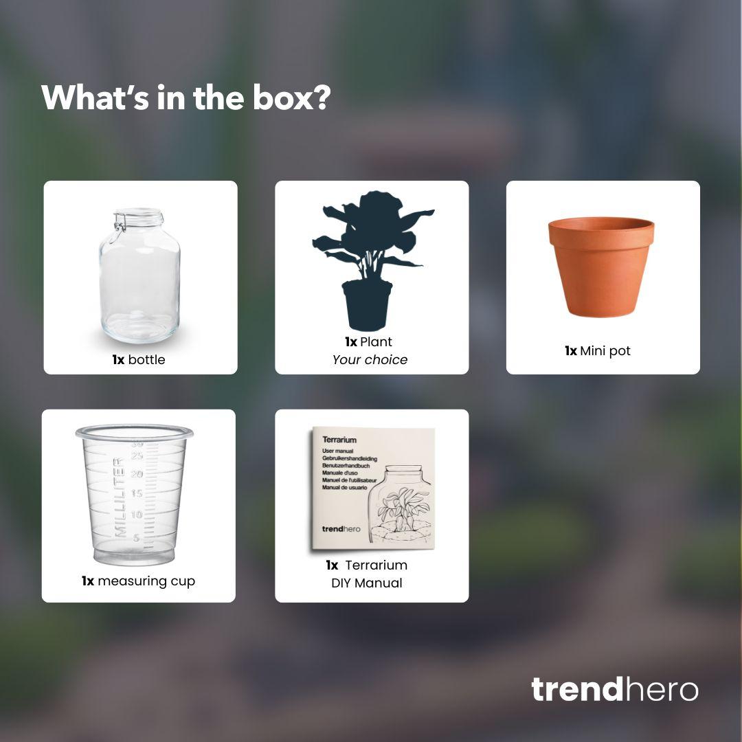 Easyplant - Ficus Ginseng bonsai