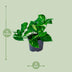 Pothos Epipremnum Aureum Ø12cm Height 20cm - Robust Houseplant Bild 2