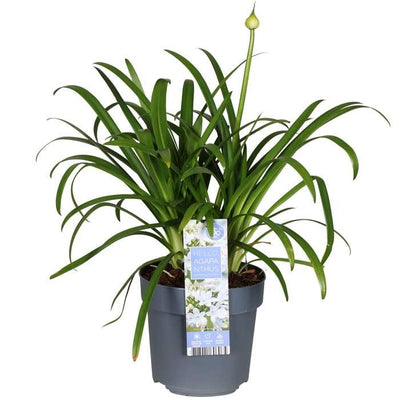Agapanthus 'Ever White' - Weiße Pracht, Ø19cm, ↕30cm