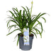 Agapanthus 'Ever White' - Weiße Pracht, Ø19cm, ↕30cm Bild 2