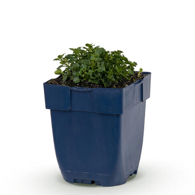 Green boutiQ - Perennial Plant - Campanula portenschlagiana - Peach-leaved Bellflower - Ground Cover - Pink - 1 Plant - 11cm Pot - Height 15-25cm