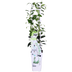 2x Sternjasmin 'Star of Venice' ↨65cm Ø15 Bild 5