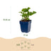Green boutiQ - Stauden - Persicaria ampl. Alba - Knöterich - Schatten - Weiß - 1 Pflanze - Topf 11cm - Höhe 15-25cm Bild 3