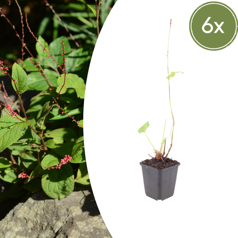 6x Knotweed 'Speciosa' (10-25cm, Ø9cm) - Long-flowering Perennial