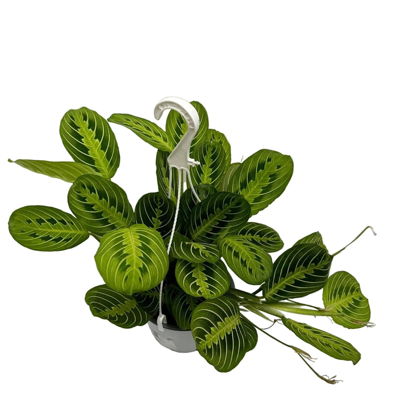 Maranta 'Fascinator' Lemon Lime Hanging Pot – Fascinating Foliage Plant