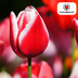 Tulip Bulbs Candy Apple Delight - 20 pieces | Red-White | KH Bloembollen Bild 4